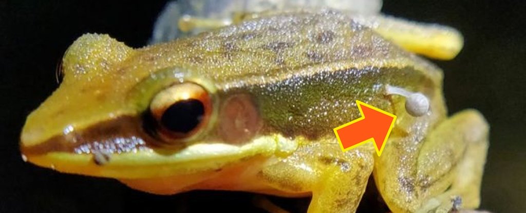 Wild Discovery Reveals Frog And Mushroom Joined at The Hip : ScienceAlert