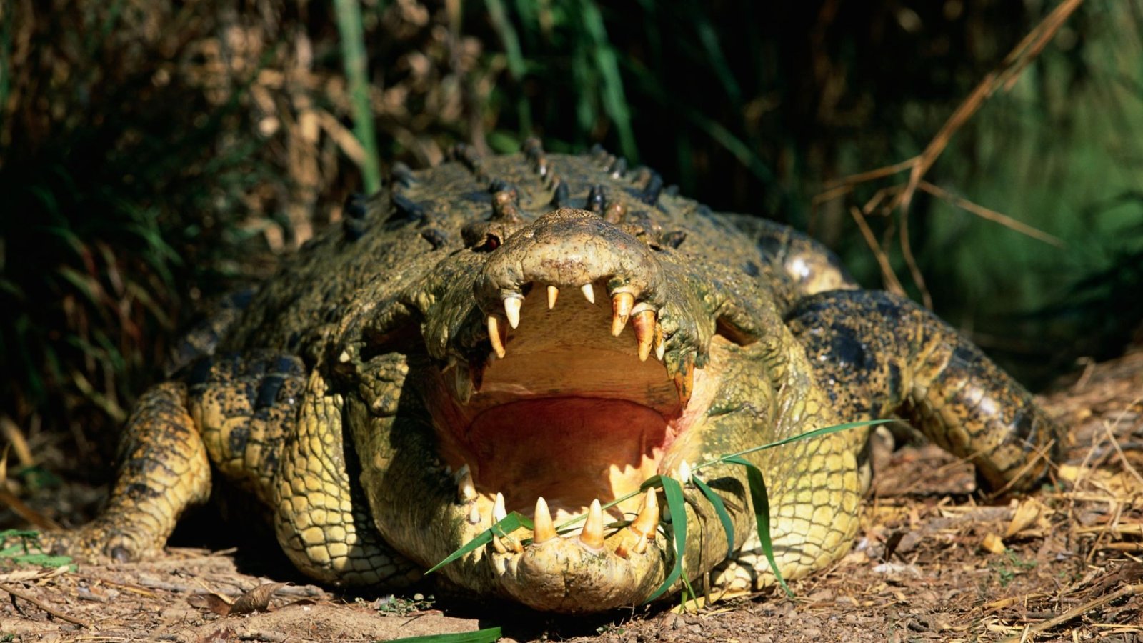 Worlds deadliest animal attack saw crocodiles eat 500 soldiers alive with their comrades hearing chilling screams