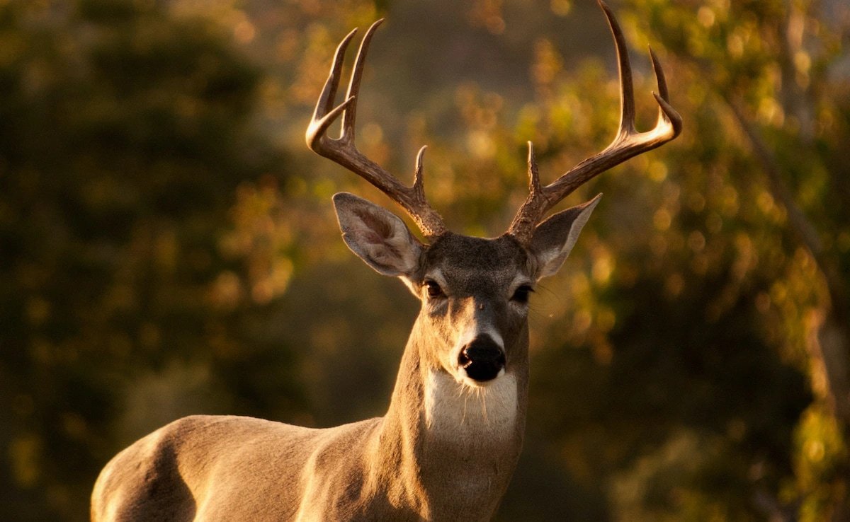 “Zombie Deer Disease” Spreading Fast, Could Evolve To Infect Humans, Says Expert