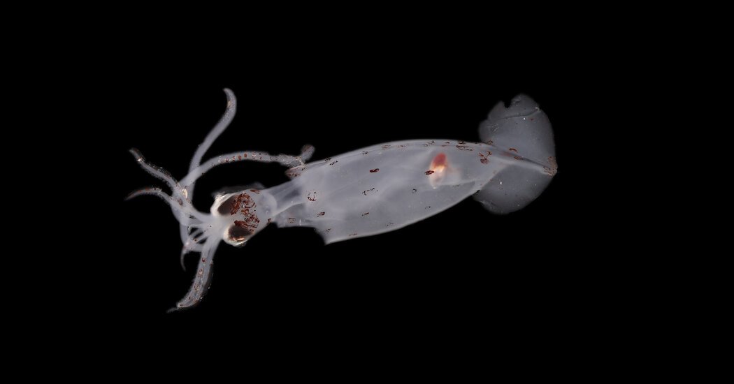 100 New Marine Species Discovered Off Coast of New Zealand