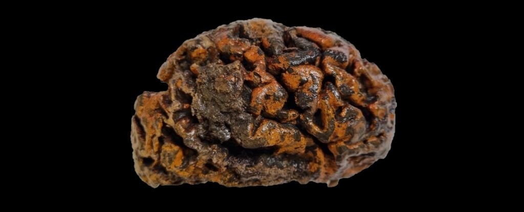 12000 Year Old Preserved Human Brains Defy Soft Tissue Decay Assumptions ScienceAlert