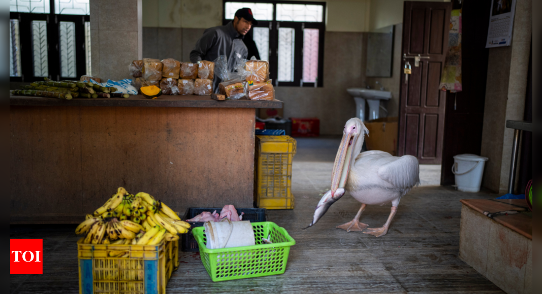 A 41 year old pelican and other animals wait for their food at Nepals only zoo