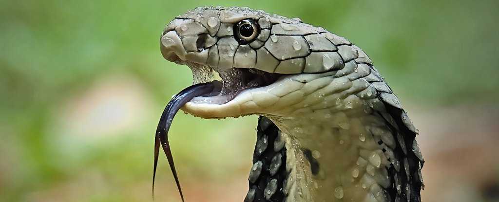 A Universal Antivenom For Snake Bites Is Closer Than Ever to Reality ScienceAlert