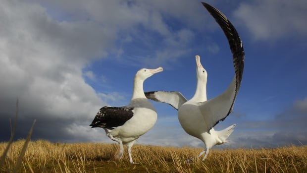 A million mice are eating seabirds alive on a remote island Conservationists have a plan