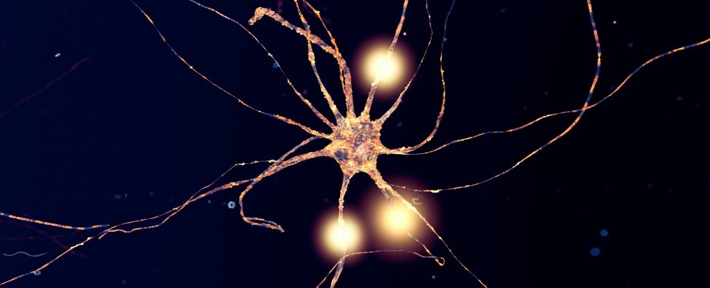 Aging And Schizophrenia Share Striking Similarities in 2 Types of Brain Cells : ScienceAlert