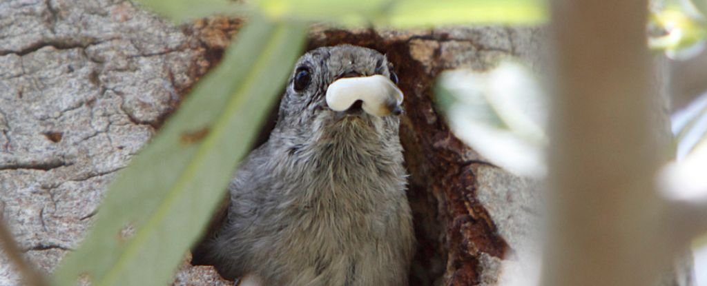 Birds Eat Poop A Lot And Scientists Are Still Trying to Figure Out Why ScienceAlert