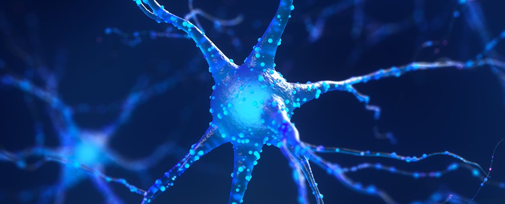 Blocking a Single Protein Could Prevent Nerve Damage Responsible For Alzheimer’s : ScienceAlert