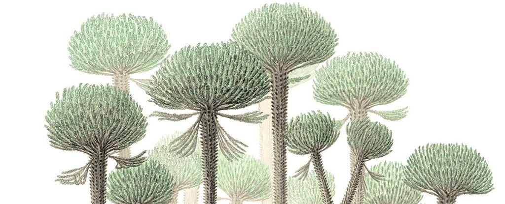 Earths Oldest Fossilized Forest Has Been Hiding Its Bizarre Trees For 390 Million Years ScienceAlert