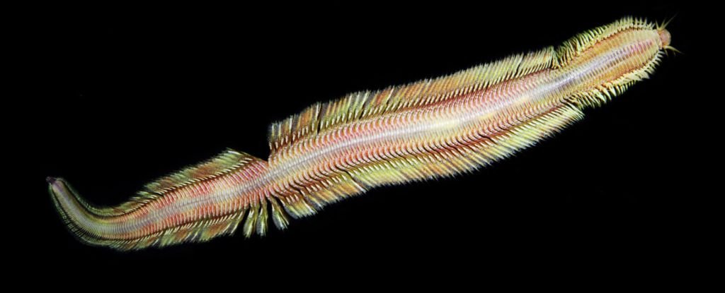 Eerie New Worm Species Found Slithering in Ocean’s Darkest Depths : ScienceAlert