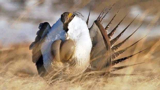 Endangered sage grouse could soon disappear from the Canadian Prairies