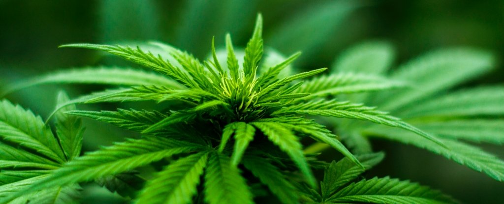 First-of-Its-Kind Experiment Confirms The Best Cannabis Compound For Anxiety : ScienceAlert