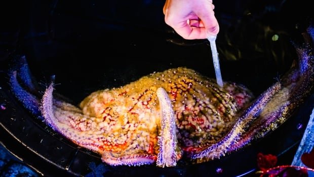 Frozen sperm could help bring these giant sea stars back from the brink of extinction