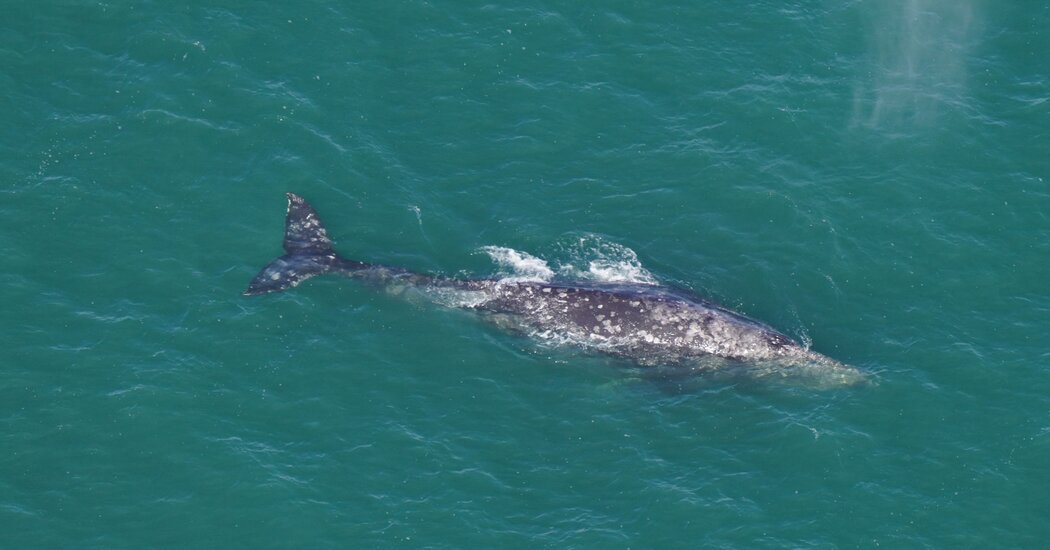 Gray Whale, Long Absent From the Atlantic, Is Spotted Off Massachusetts