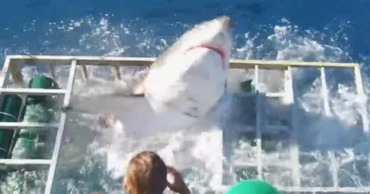 Great white shark rips through underwater cage with diver inside – VIDEO | World | News