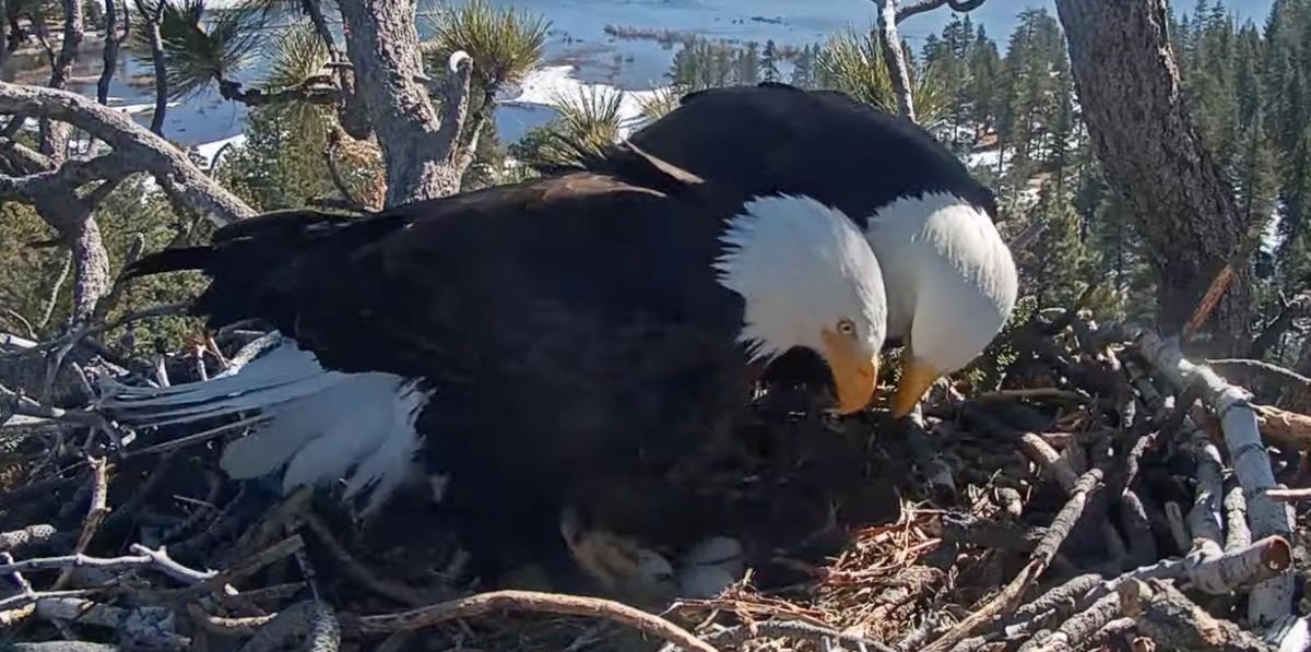 Hopeful Viewers Of Eagle Nests Hatch Cam Get Bittersweet Update
