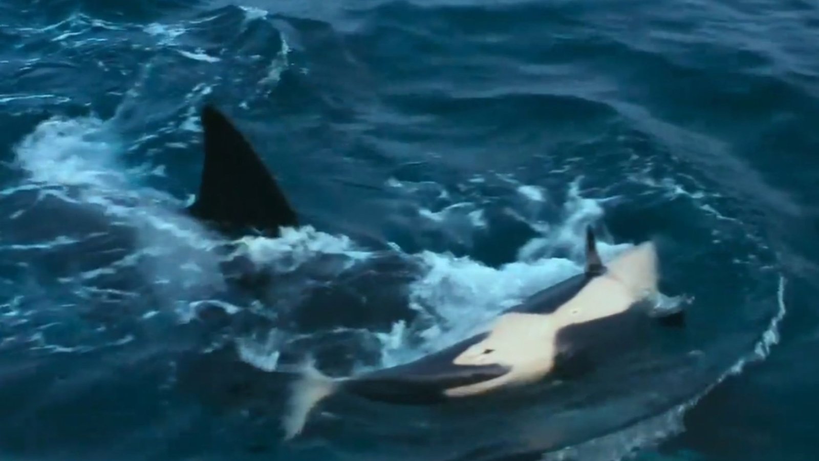 Horror moment mother son killer whales team up to drown rivals baby orca in rare attack NEVER filmed before