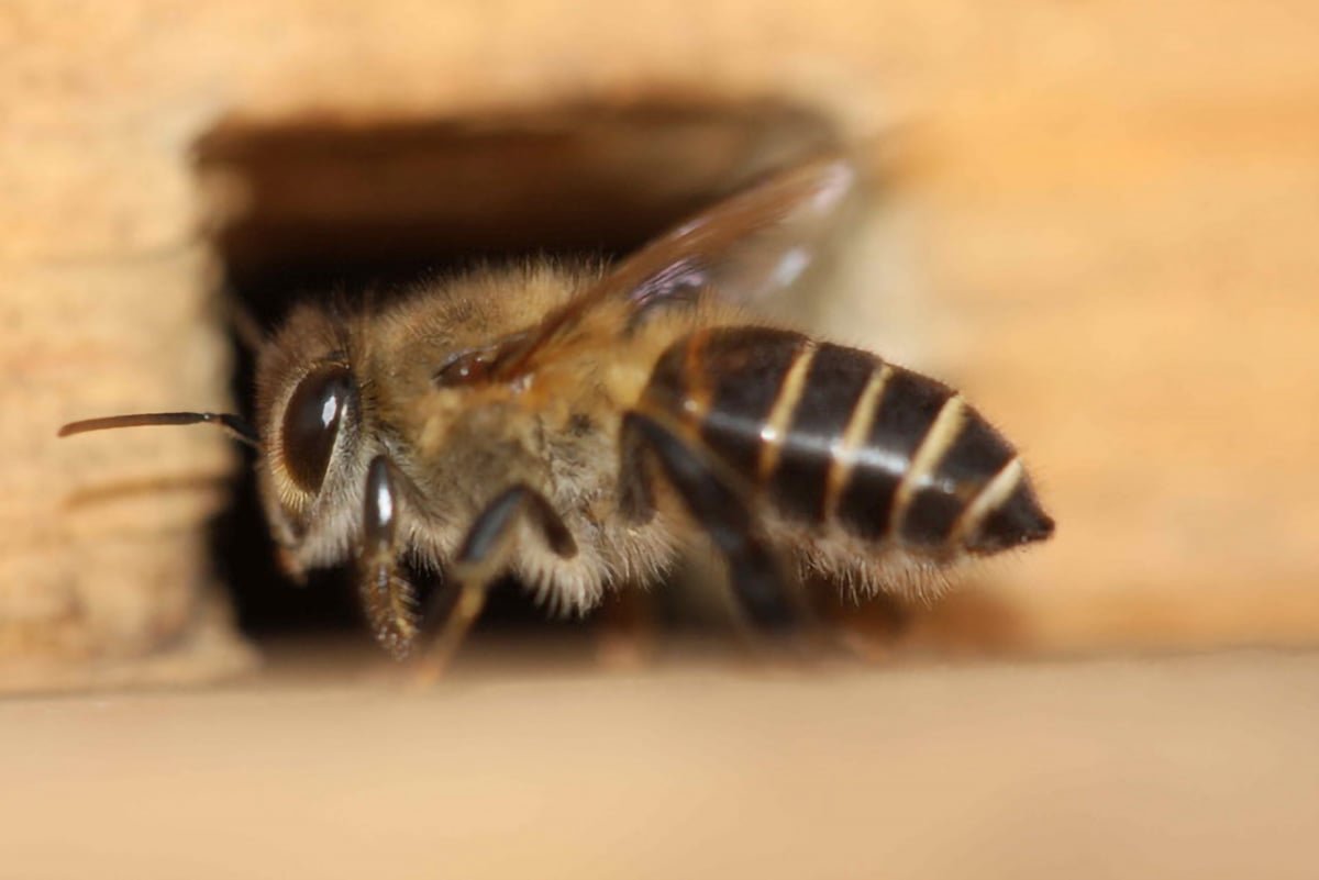 How Asian Honeybees Are Defying Evolutionary Expectations in Australia
