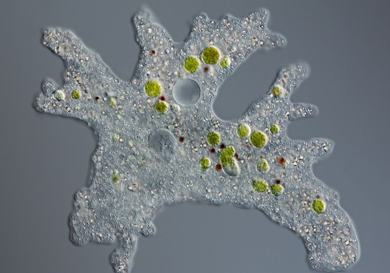 Illuminating Specimens Through Live Cell Imaging