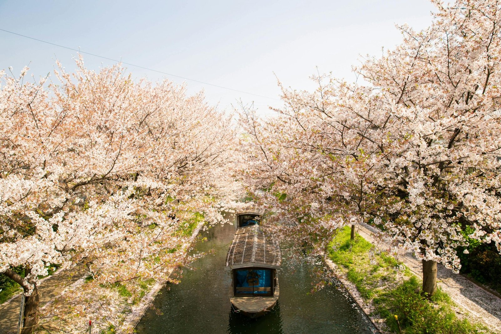 In Bloom: 10 Captivating Asian Destinations for Cherry Blossom Season