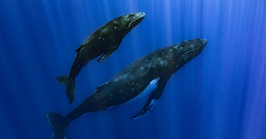 In Move to Protect Whales Polynesian Indigenous Groups Give Them Personhood