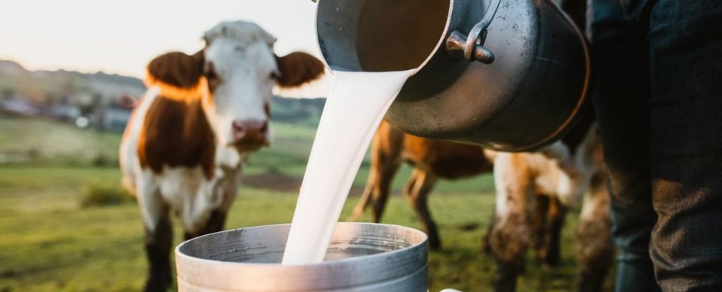 Is It Safe to Drink Milk ScienceAlert