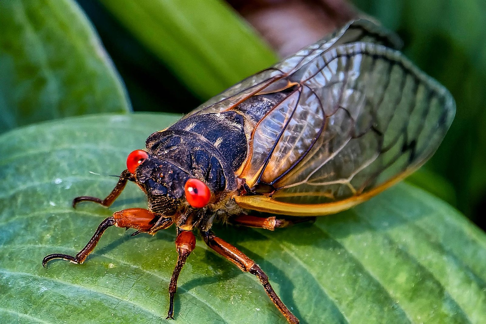 * Jet-Powered Cicada Urination Redefines the Rules of Fluid Dynamics