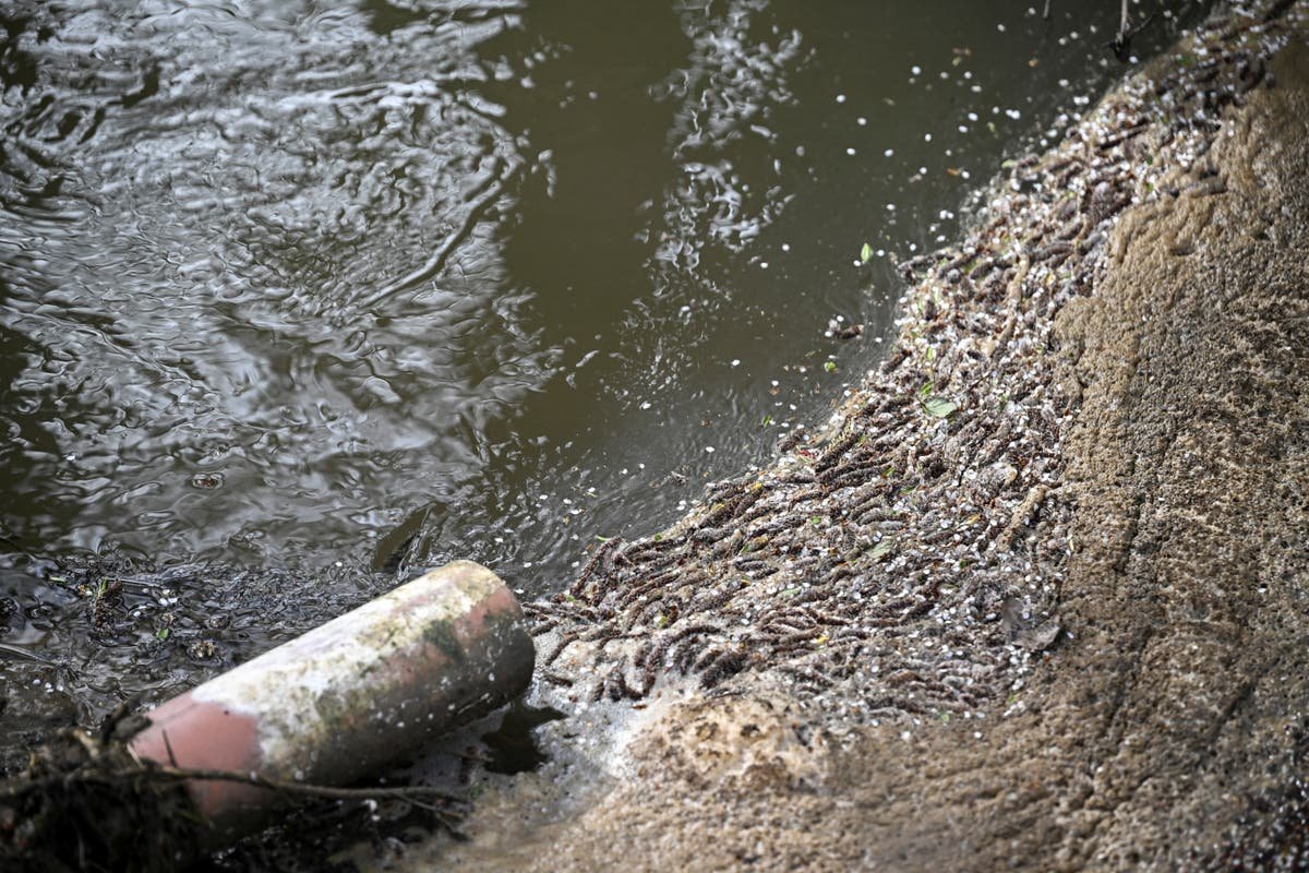 Labour vows to put sewage dumping water companies in special measures as waterborne diseases soar
