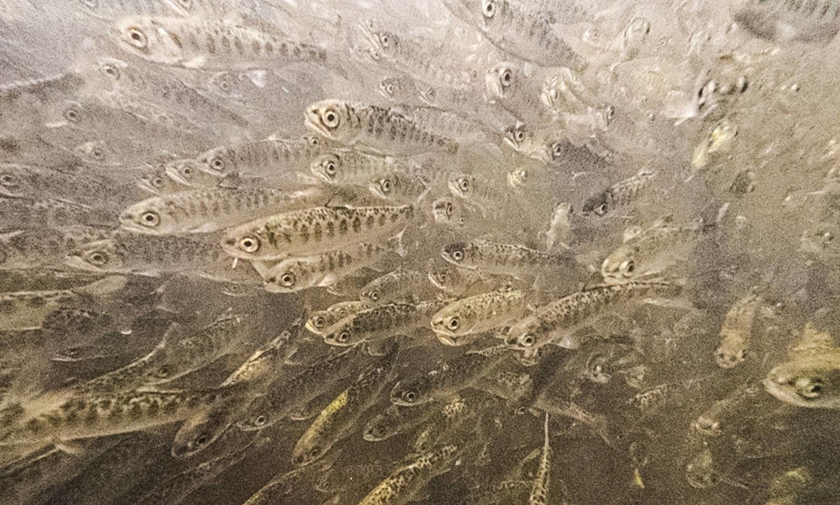 Large number of 830000 salmon fry die after released into California river