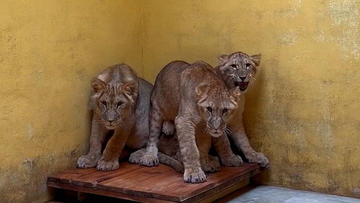 Lions from war-torn Ukraine arrive at UK wildlife park for new life | Lifestyle