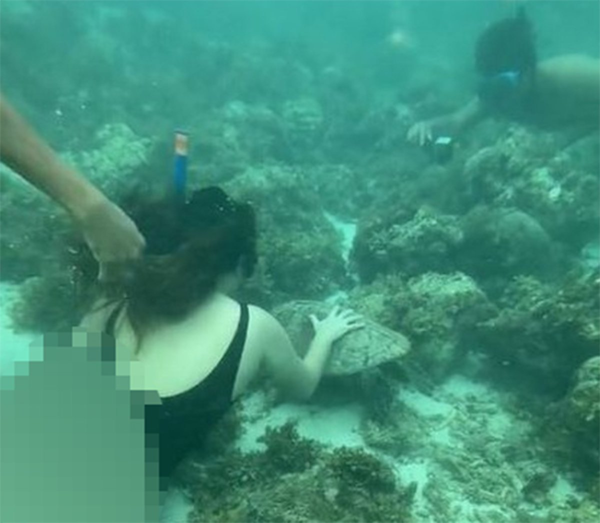 Moalboal LGU reminds tourists not to touch marine life
