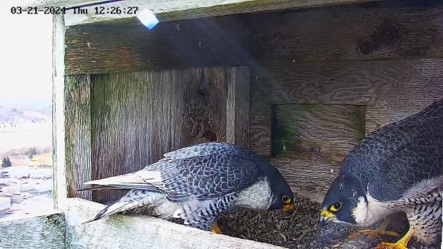Moncton pair of peregrine falcons ready for their close up