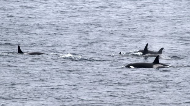 New orca population could be hunting oceans largest predators researchers