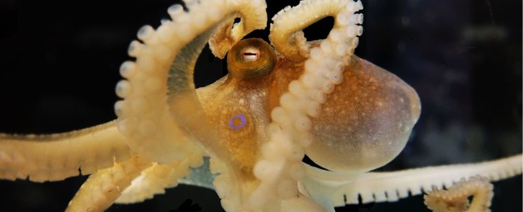 Octopuses Might Have The Oldest Sex Chromosomes in The Animal Kingdom ScienceAlert