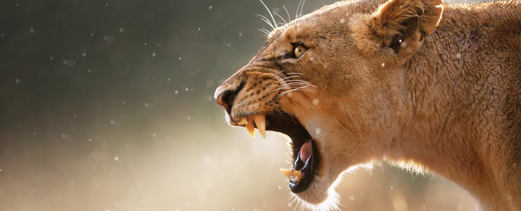 One Animal in Africa Instills Even More Fear Than Lions ScienceAlert
