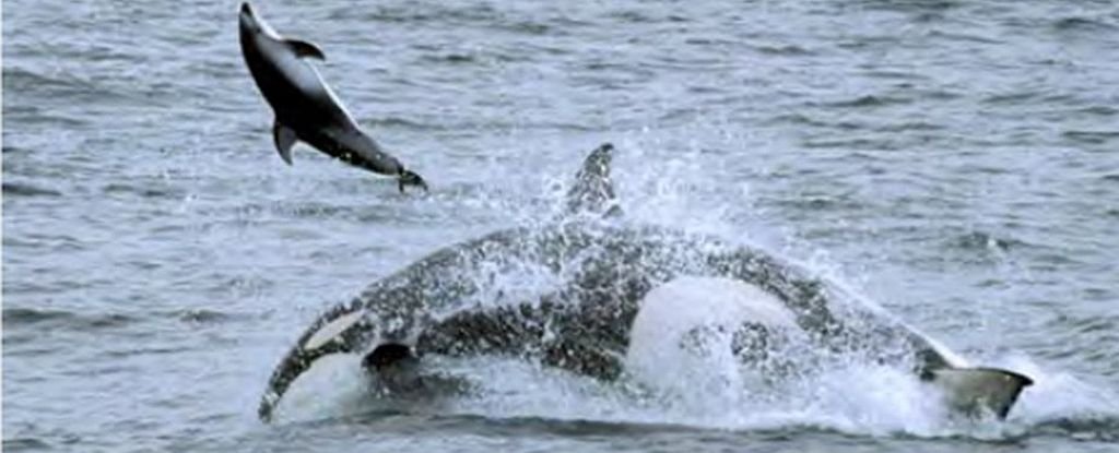 Orcas Have Learned Brutal New Hunting Techniques to Feed in The Open Sea ScienceAlert
