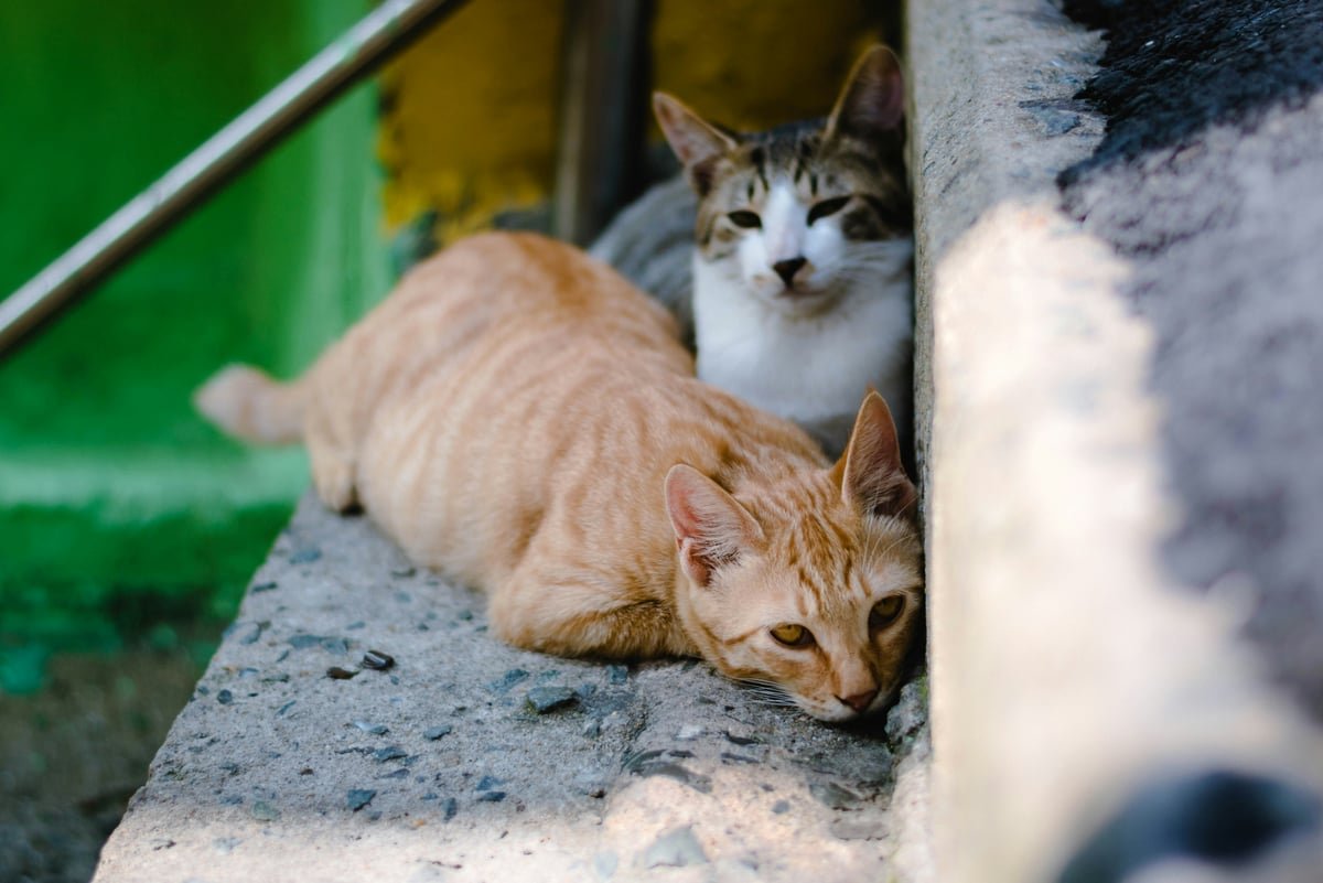Over 150 cats to gather for charity in CV