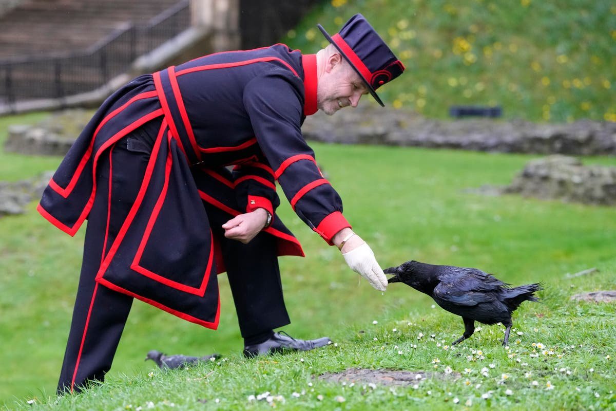 Ravenmaster Barney Chandler has just started the most important job in England
