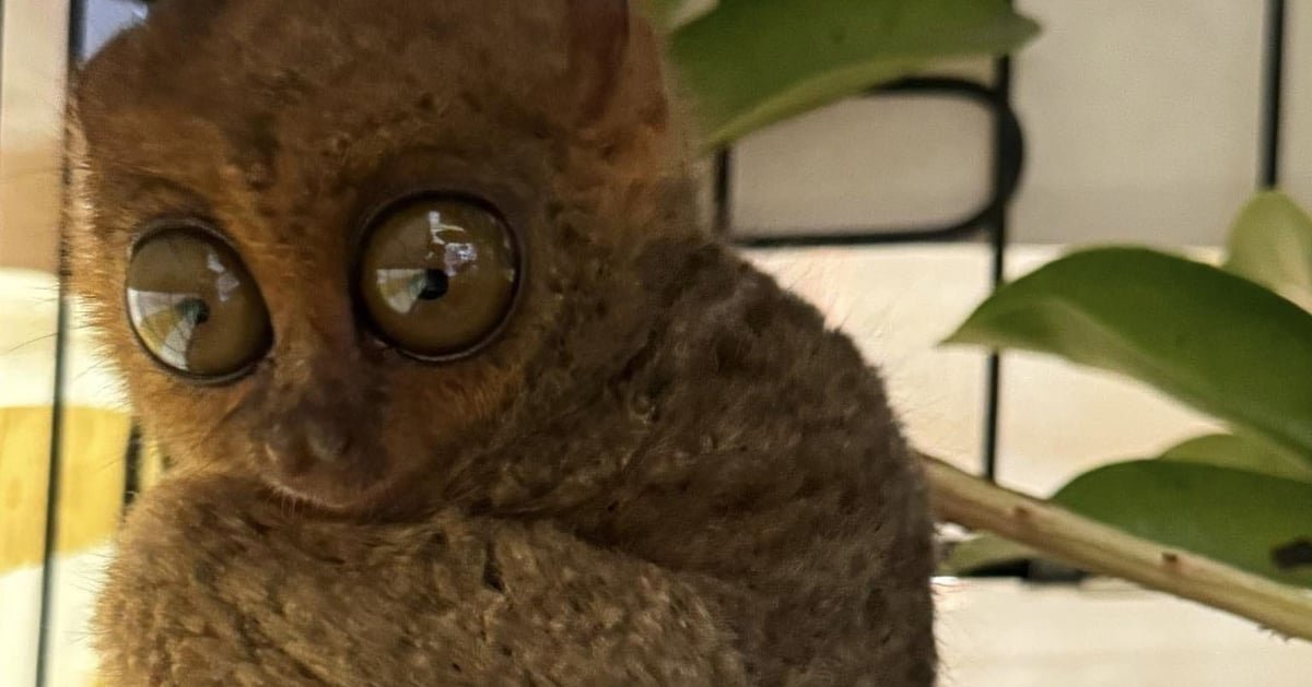 Rescued Tarsier Found Hanging on a Tree Saved by Citizen Armed Force Geographical Unit CAFGU