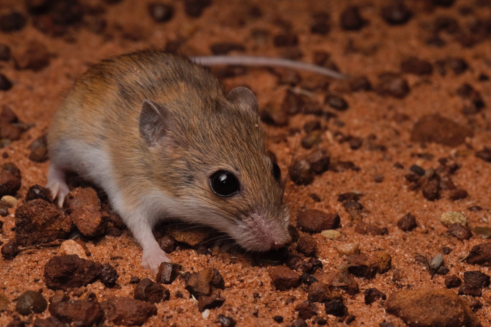 Researchers Discover New Native Species of Mouse in Australia