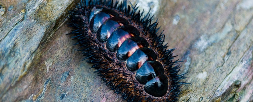 Researchers Solve Mystery of The Sea Creature That Evolved Eyes All Over Its Shell ScienceAlert