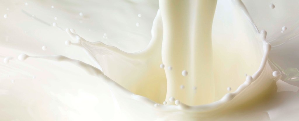 Scientists Engineer Cow That Makes Human Insulin Proteins in Its Milk : ScienceAlert
