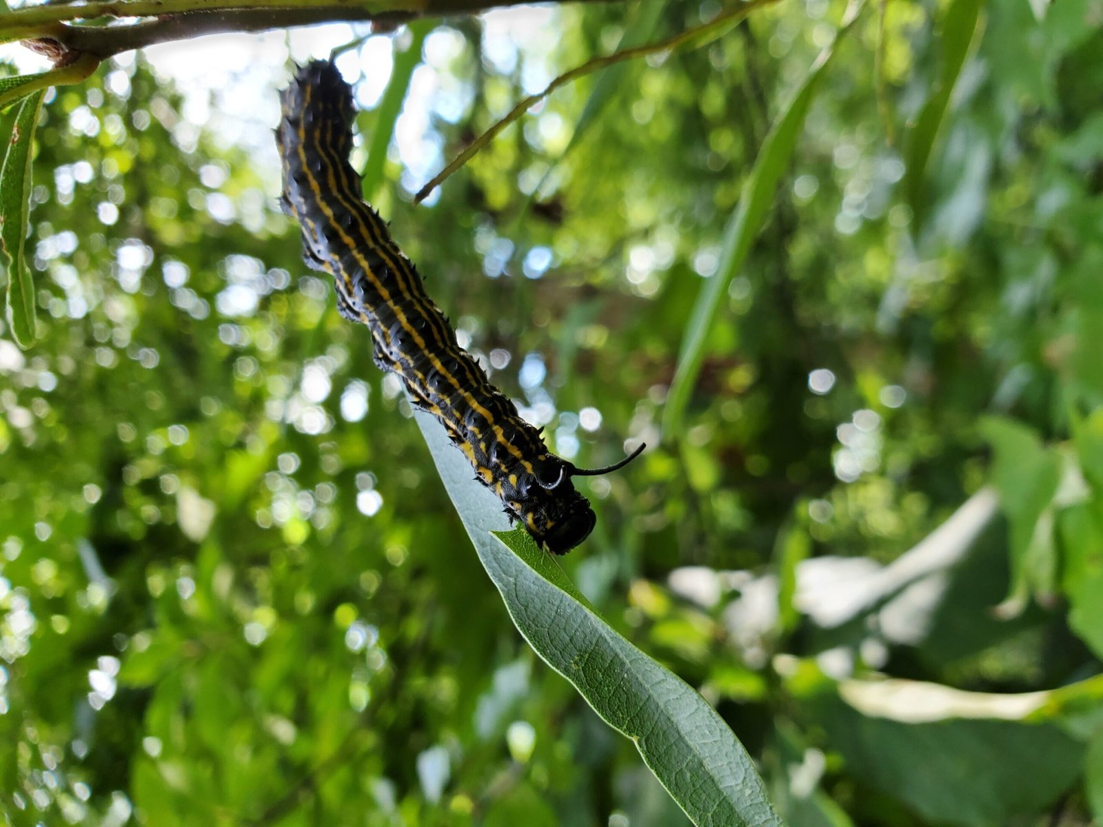 Scientists discover how caterpillars can stop their bleeding in seconds