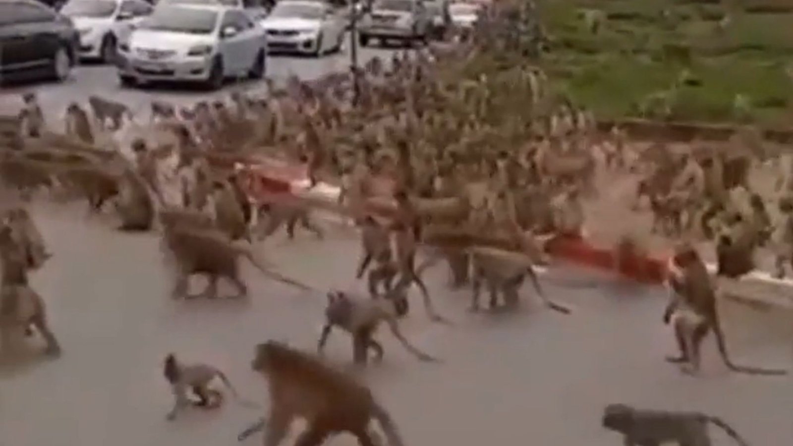 Shock vids show how terrifying MONKEY army has totally taken over city as they attack humans steal food