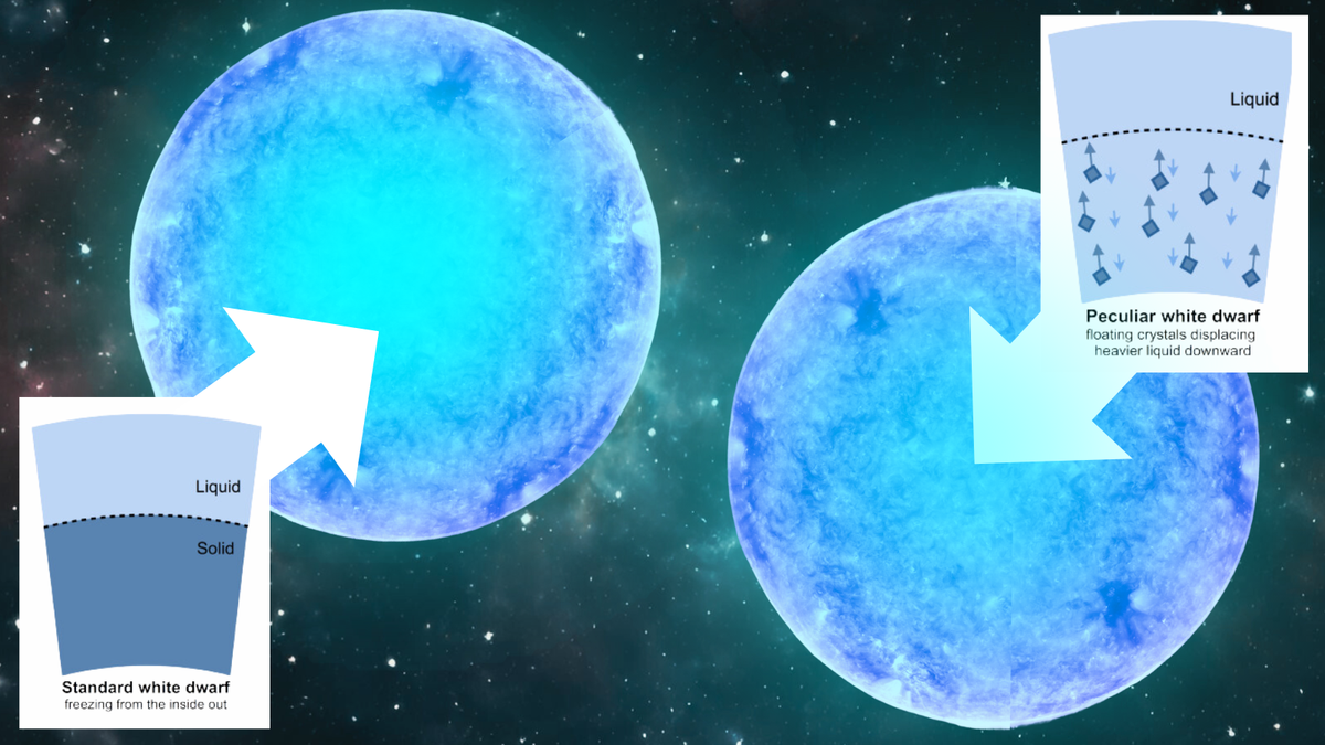 Two alternative models for the interior of white dwarfs placed side by side The stars look like large blue orbs there are arrows denoting where certain layers and processes are