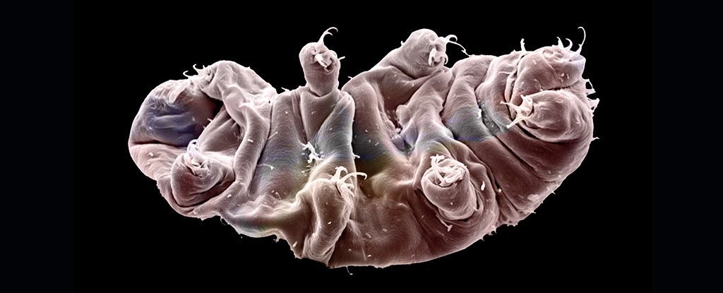Space Accident Means Tardigrades May Have Contaminated The Moon ScienceAlert