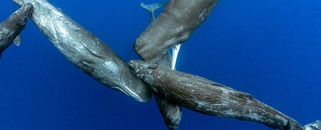 Sperm Whales Have Been Seen Using Their Ultimate Weapon Against Attacking Orcas ScienceAlert