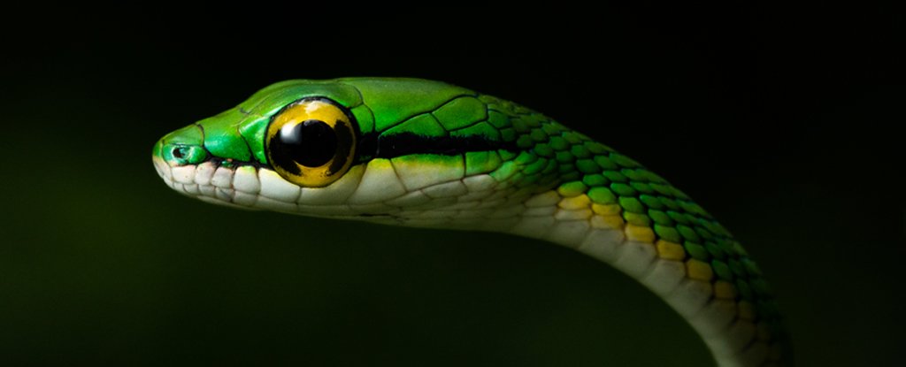 The Snake Is The Spearhead of Reptile Evolution But Why ScienceAlert