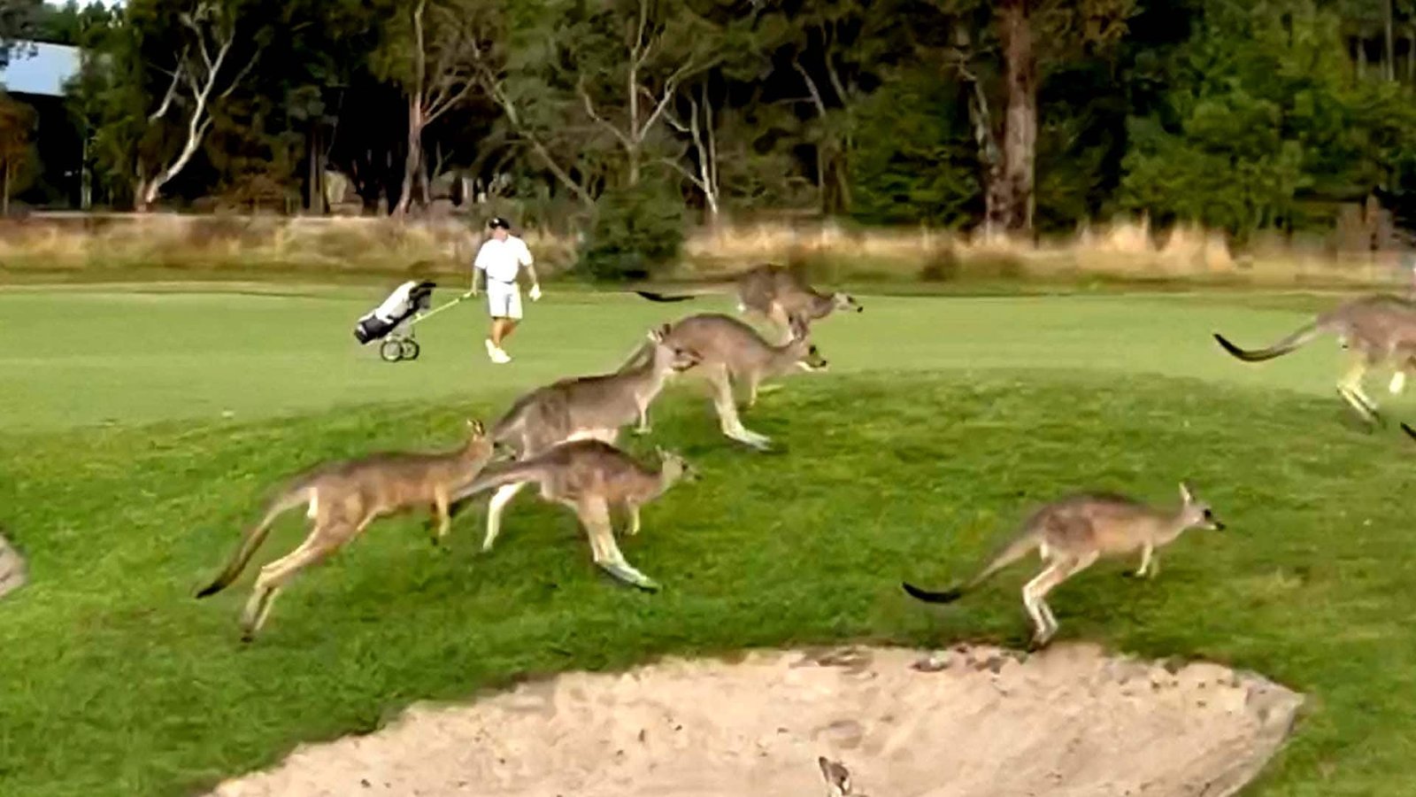 #TheMoment a mob of kangaroos took over this golf course