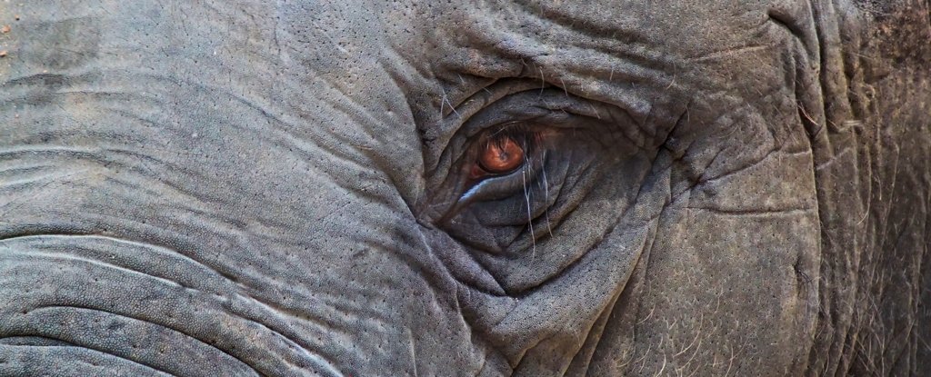 Tragic And Mysterious Elephant Burial Ritual Witnessed by Scientists ScienceAlert