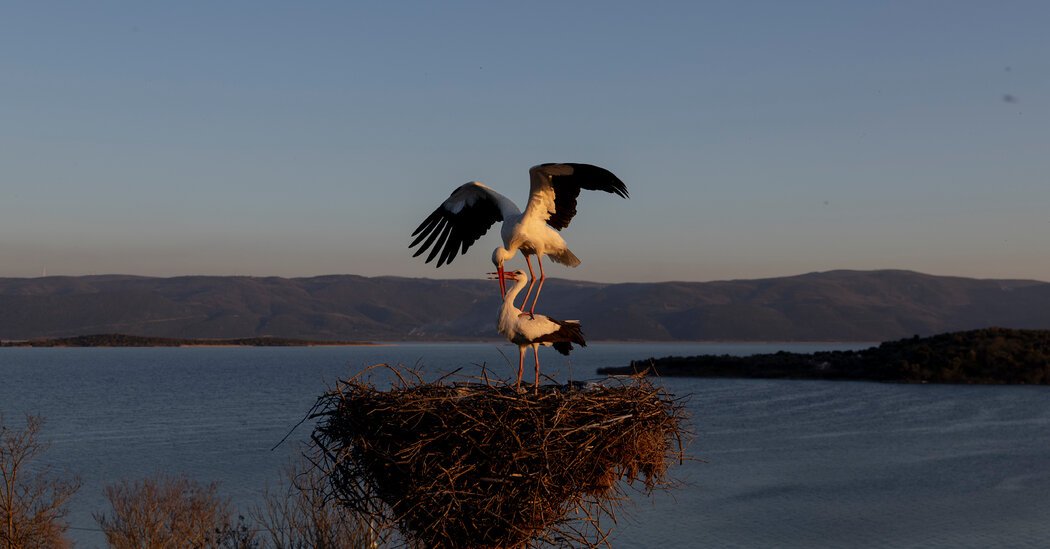 Watch Live: Turkey’s Famous Stork